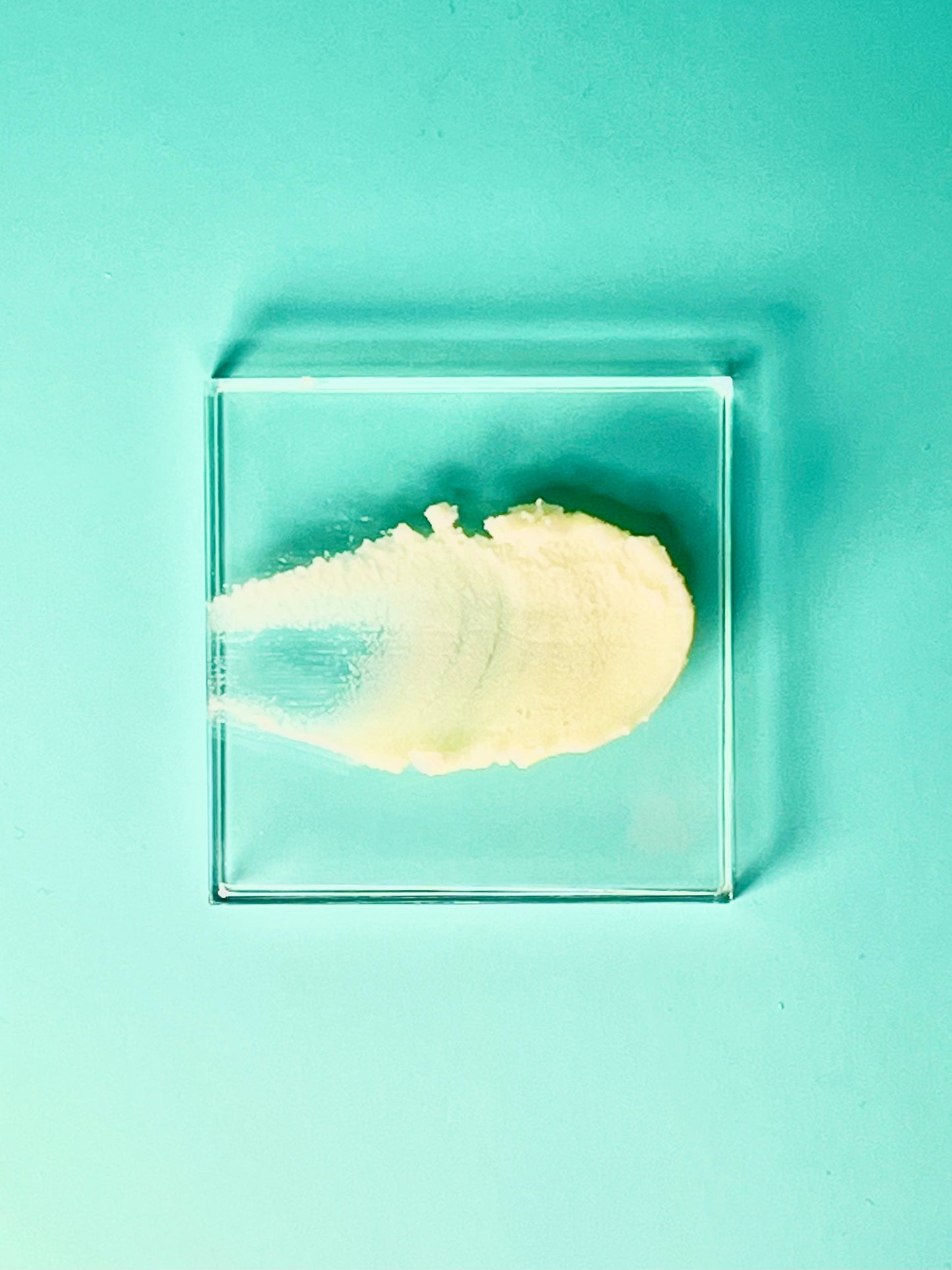 Grapeseed Shea Butter Moisturizer